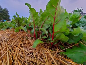 Mulched Beats
